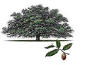 Live Oak Tree Service, LLC Logo