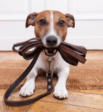 Kelly's Pet Services Logo
